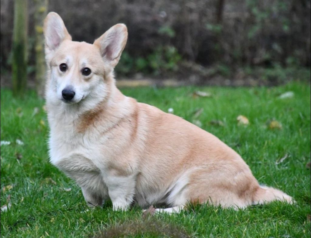 Les Welsh Corgi Pembroke de l'affixe Of Pacific Spirit