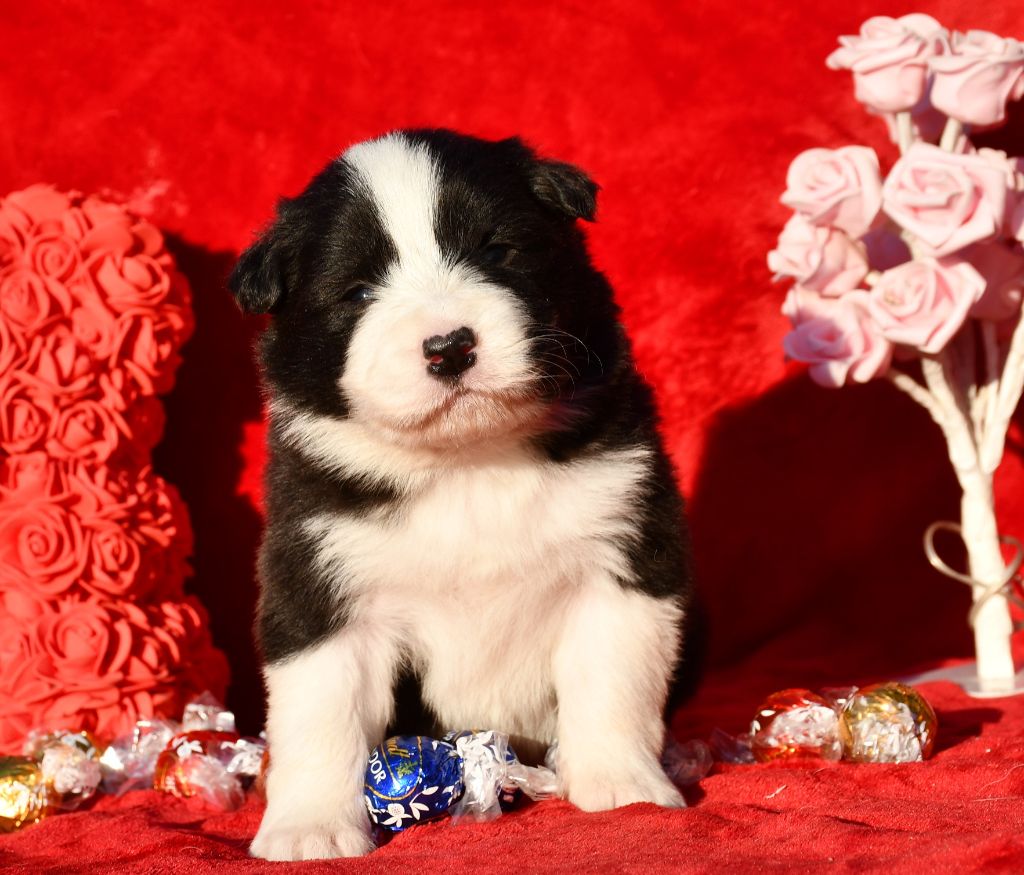 Of Pacific Spirit - Chiot disponible  - Border Collie