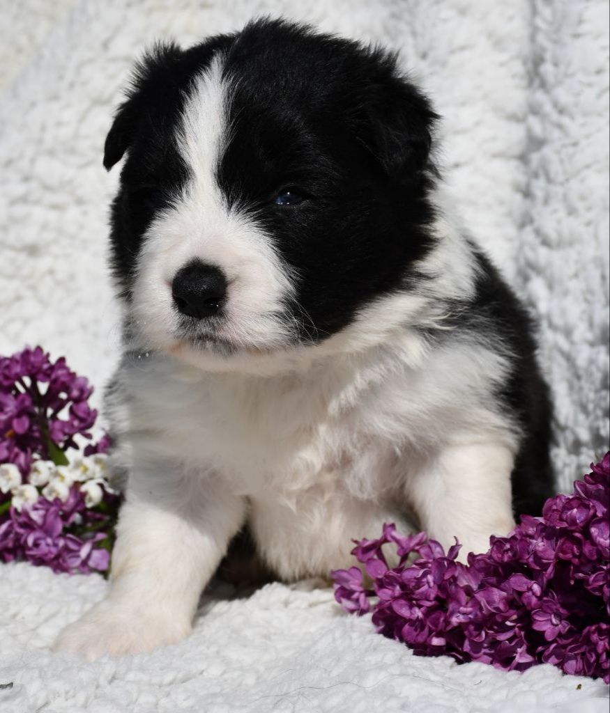 Of Pacific Spirit - Chiot disponible  - Border Collie