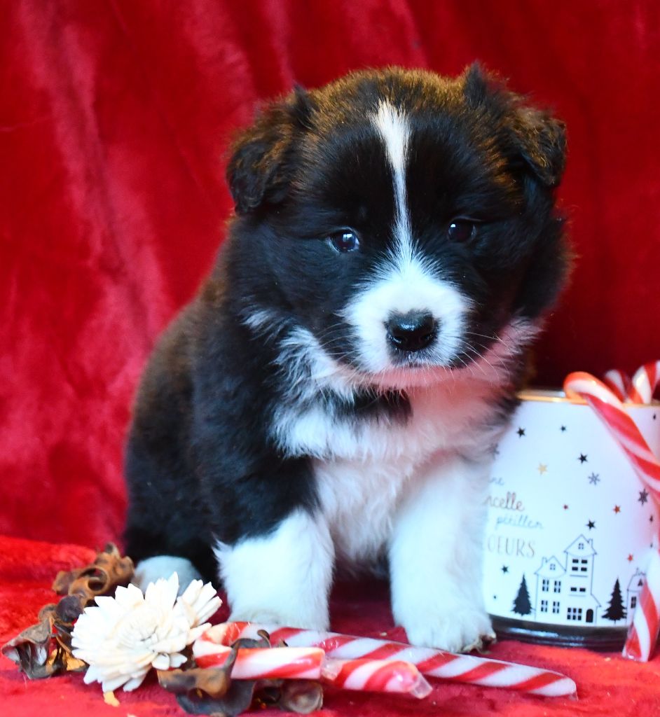 Of Pacific Spirit - Chiot disponible  - Border Collie