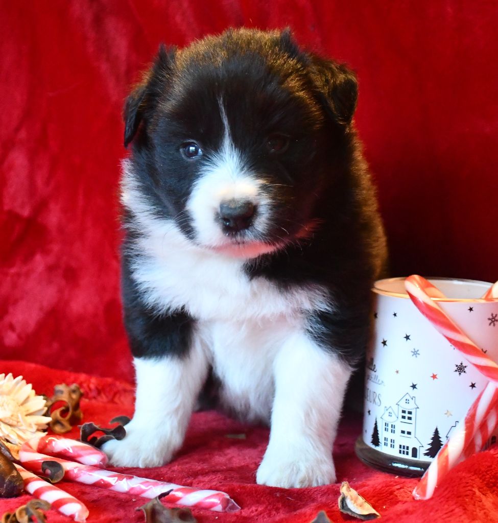 Of Pacific Spirit - Chiot disponible  - Border Collie