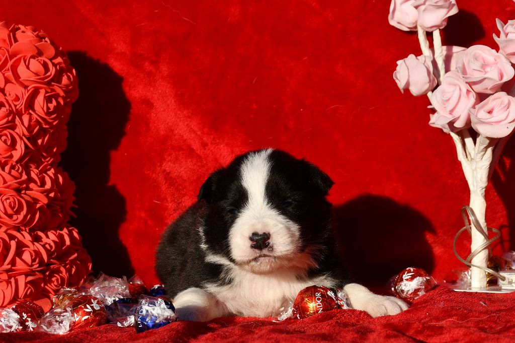 Of Pacific Spirit - Chiot disponible  - Border Collie