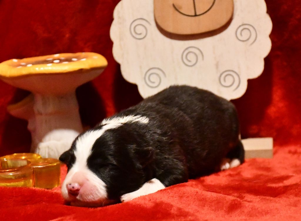 Of Pacific Spirit - Chiot disponible  - Border Collie