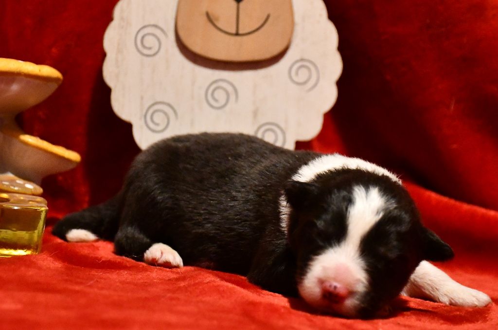 Of Pacific Spirit - Chiot disponible  - Border Collie