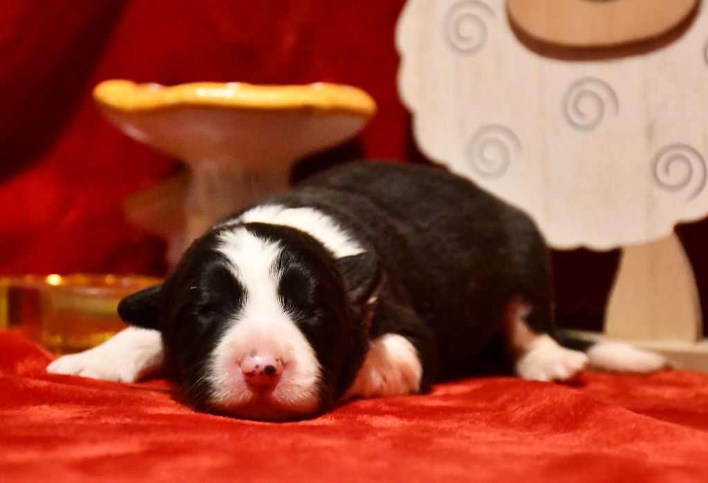 Of Pacific Spirit - Chiot disponible  - Border Collie