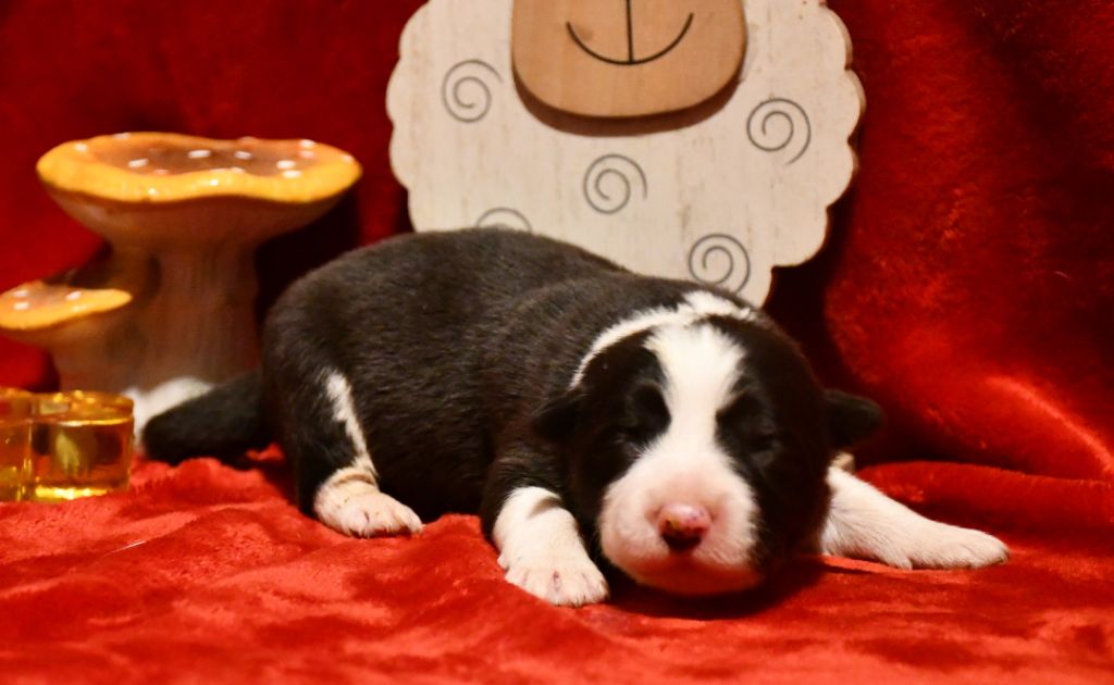 Of Pacific Spirit - Chiot disponible  - Border Collie