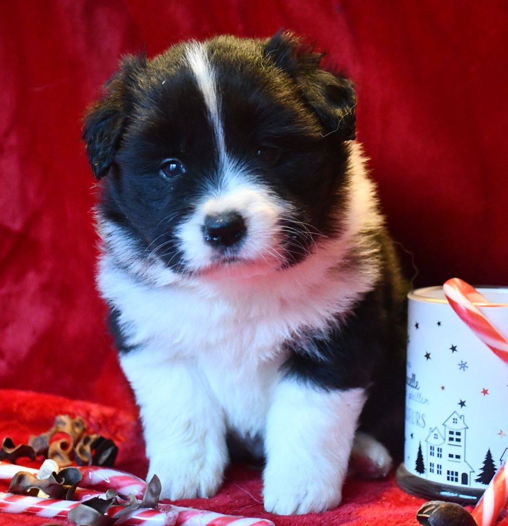 Of Pacific Spirit - Chiot disponible  - Border Collie