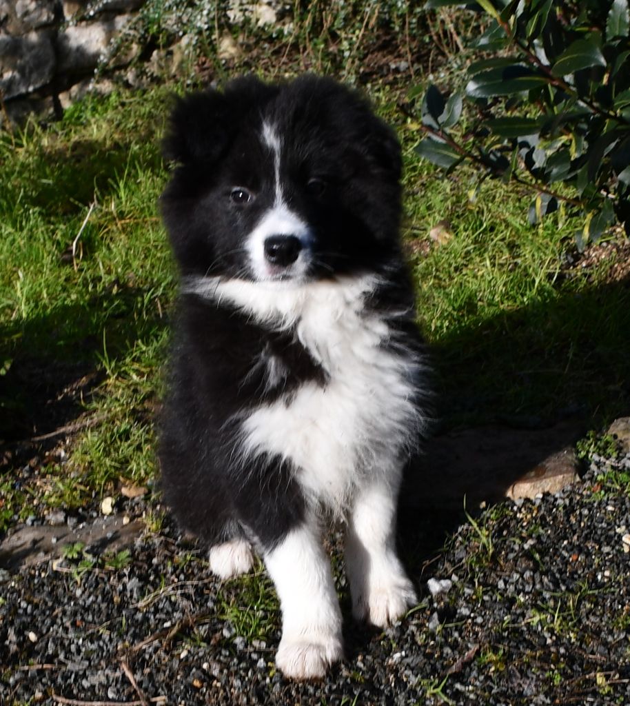 Of Pacific Spirit - Chiot disponible  - Border Collie