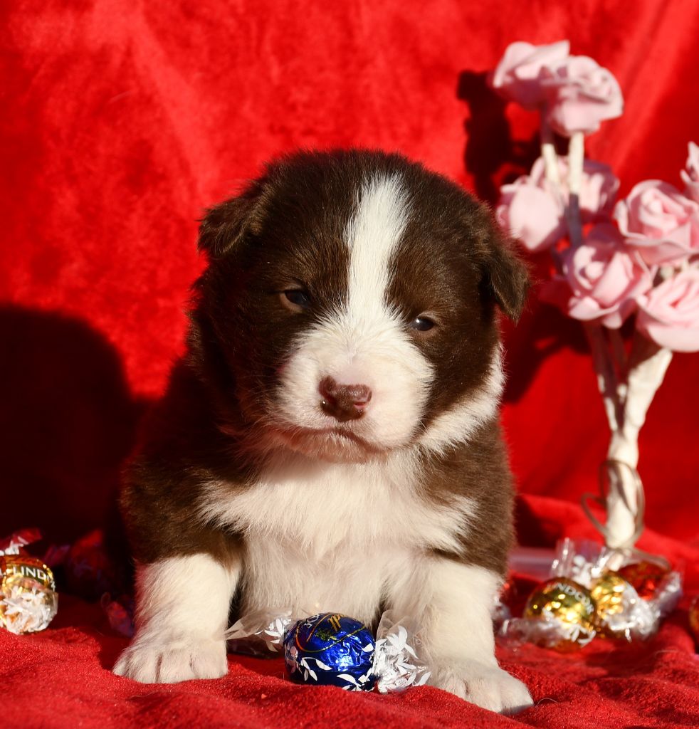 Of Pacific Spirit - Chiot disponible  - Border Collie