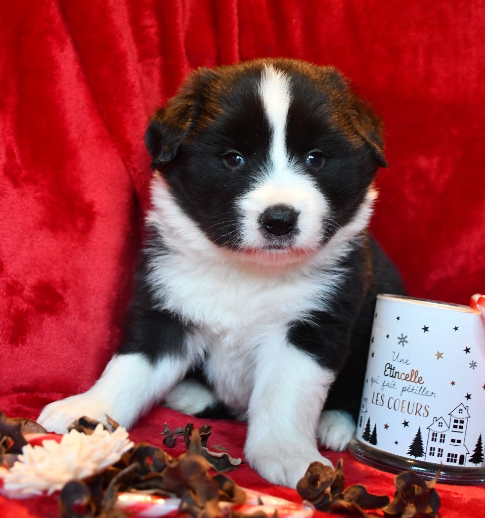 Of Pacific Spirit - Chiot disponible  - Border Collie