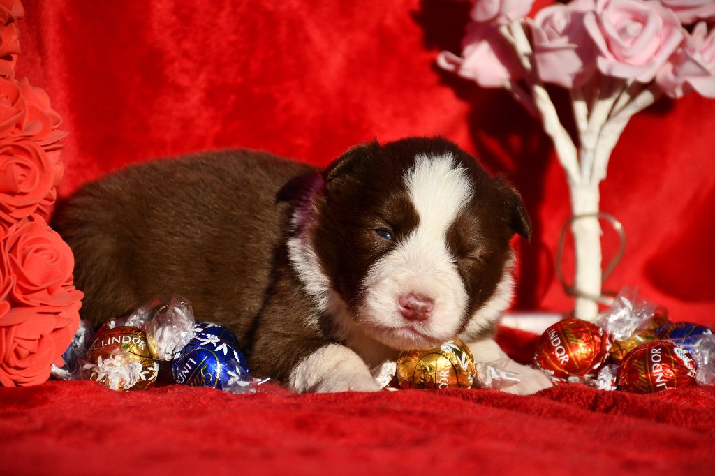 Of Pacific Spirit - Chiot disponible  - Border Collie