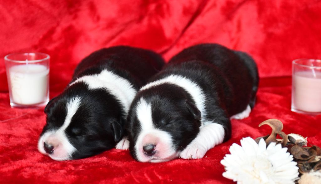 chiot Border Collie Of Pacific Spirit