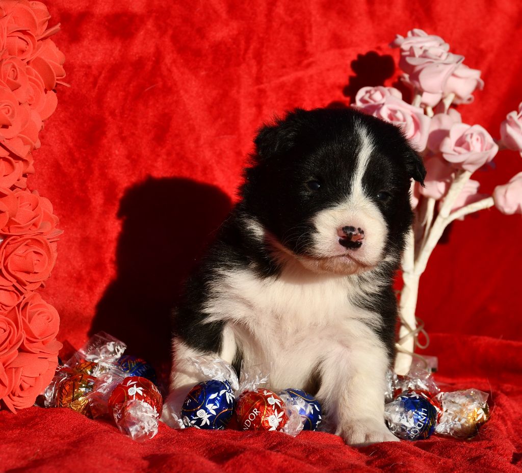 Of Pacific Spirit - Chiot disponible  - Border Collie