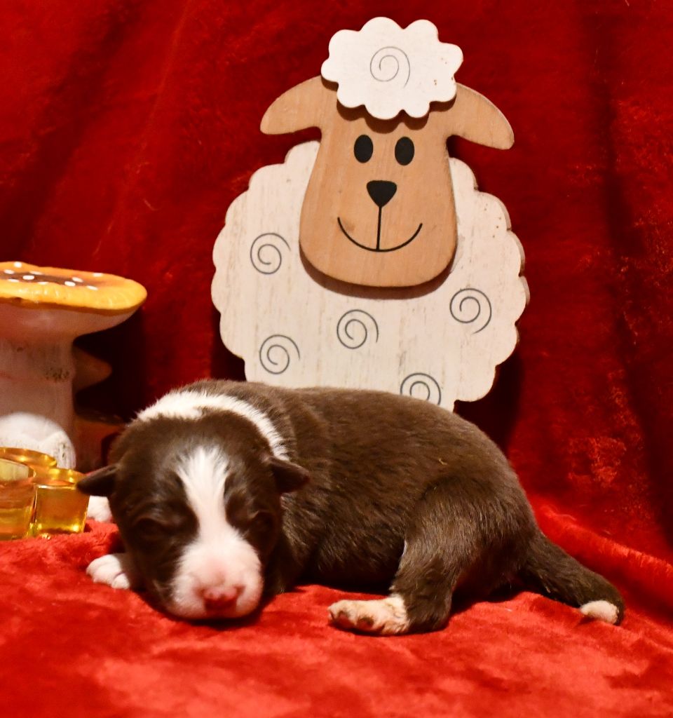 Of Pacific Spirit - Chiot disponible  - Border Collie