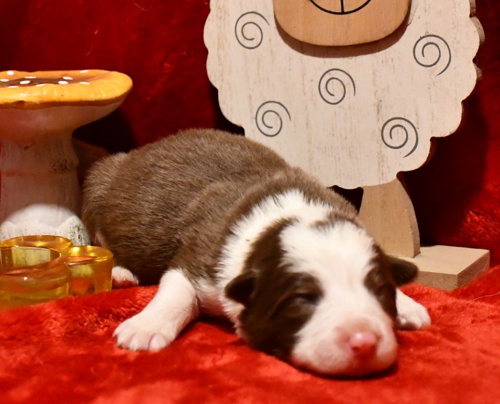 Of Pacific Spirit - Chiot disponible  - Border Collie