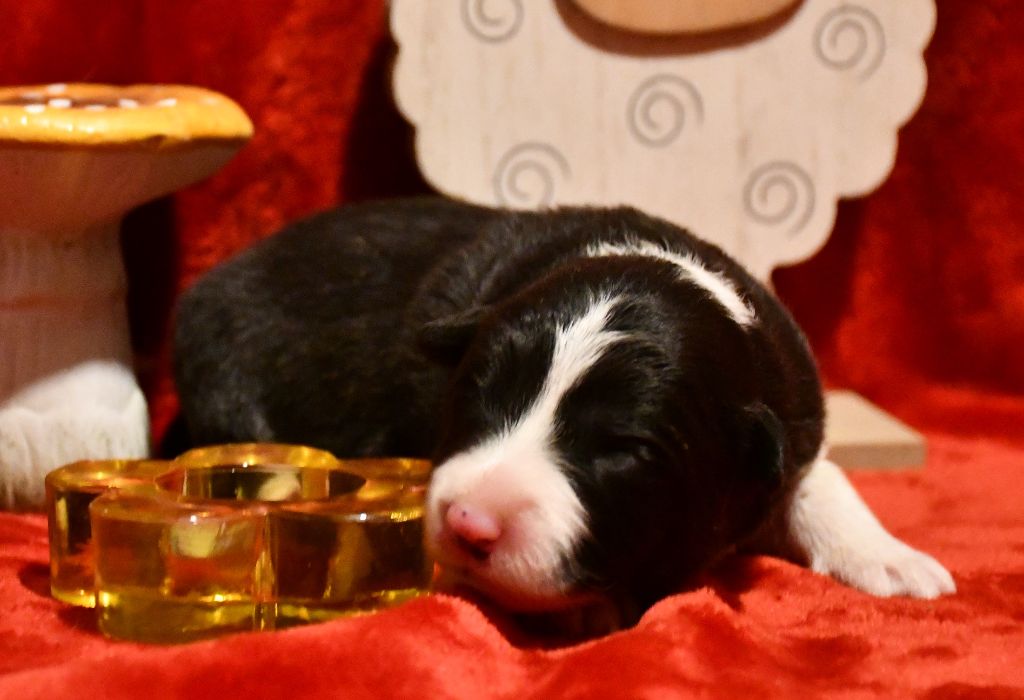 Of Pacific Spirit - Chiot disponible  - Border Collie