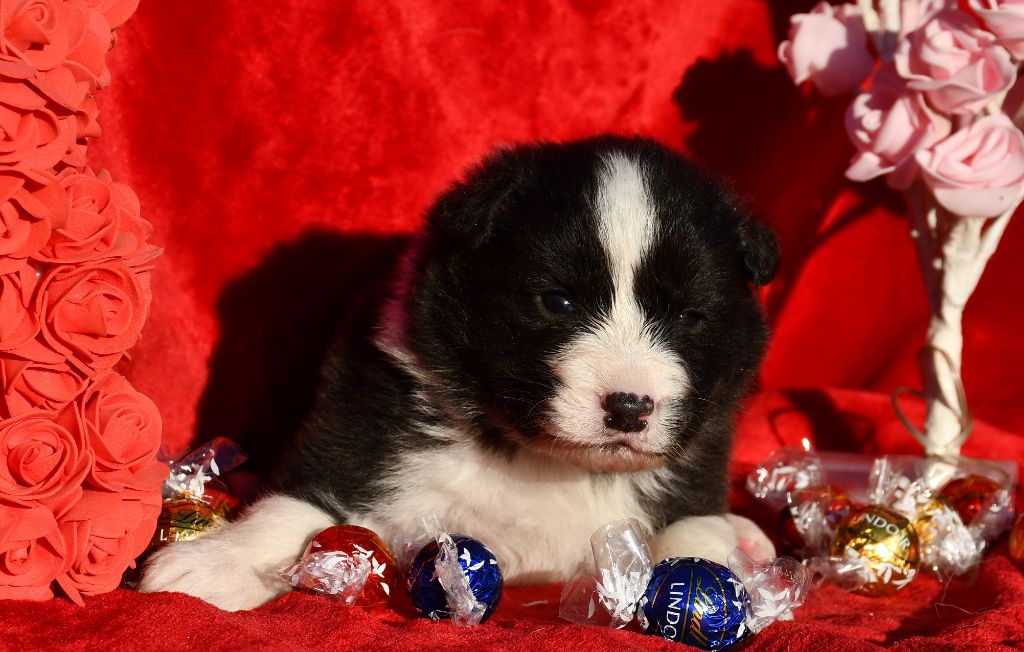 Of Pacific Spirit - Chiot disponible  - Border Collie