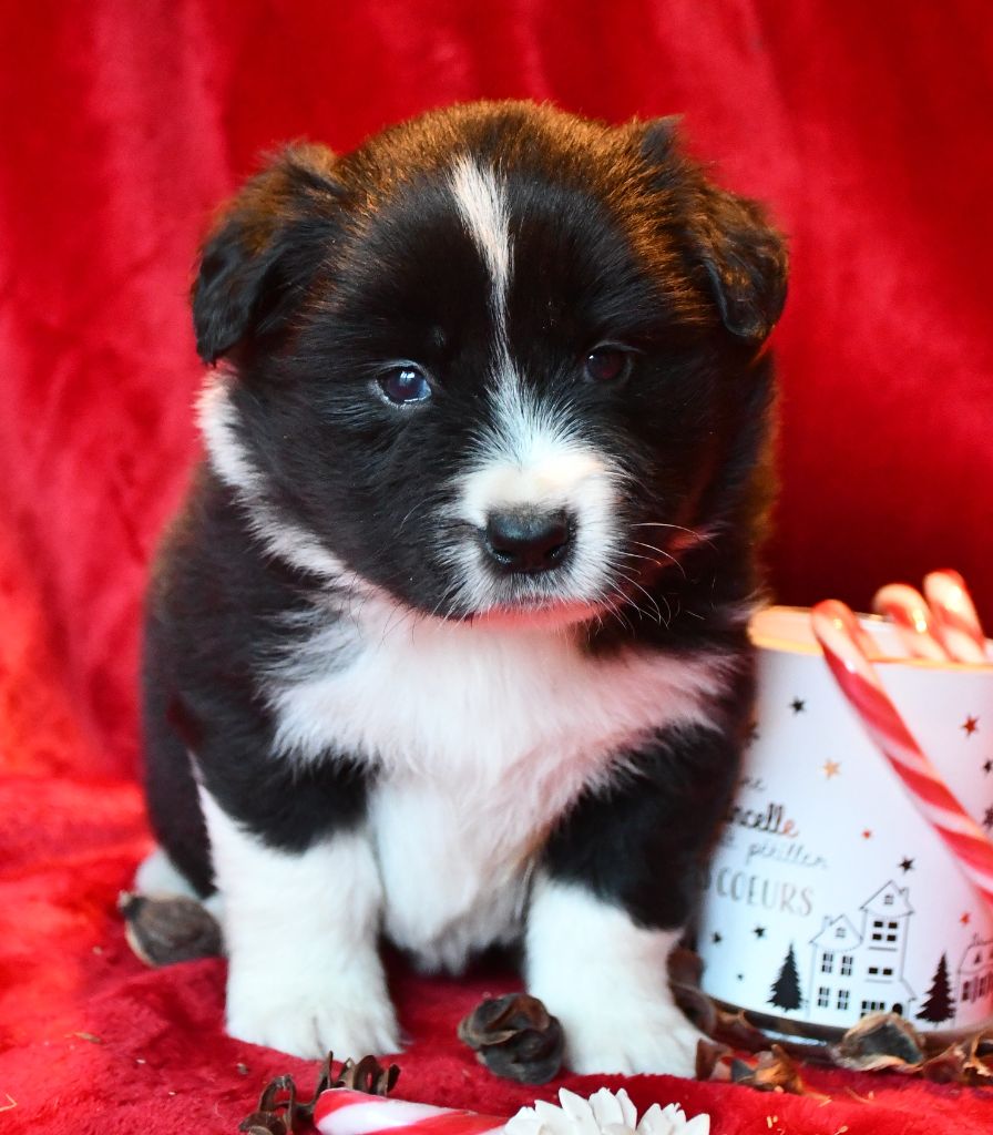 Of Pacific Spirit - Chiot disponible  - Border Collie