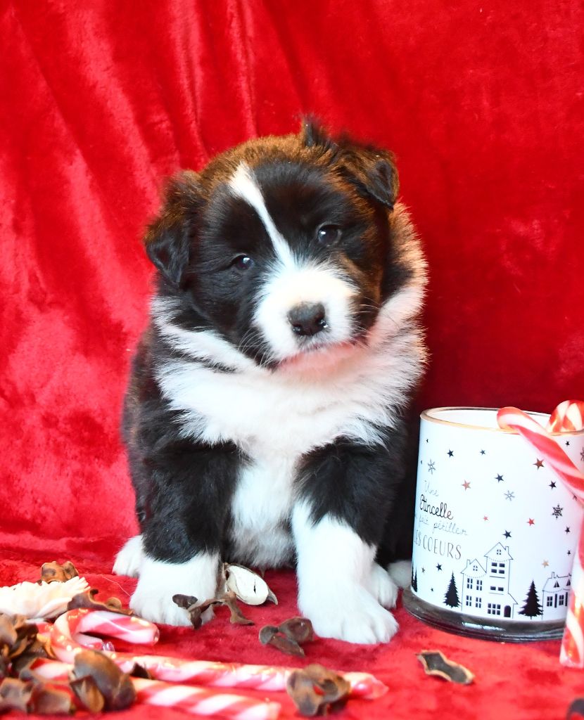 Of Pacific Spirit - Chiot disponible  - Border Collie