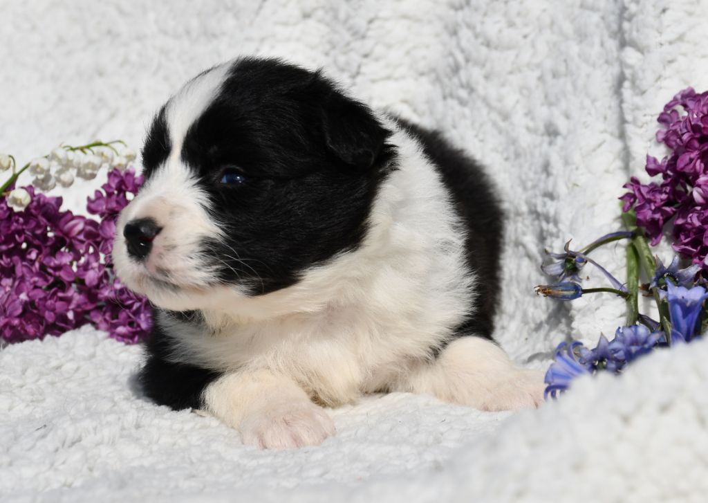 Of Pacific Spirit - Chiot disponible  - Border Collie