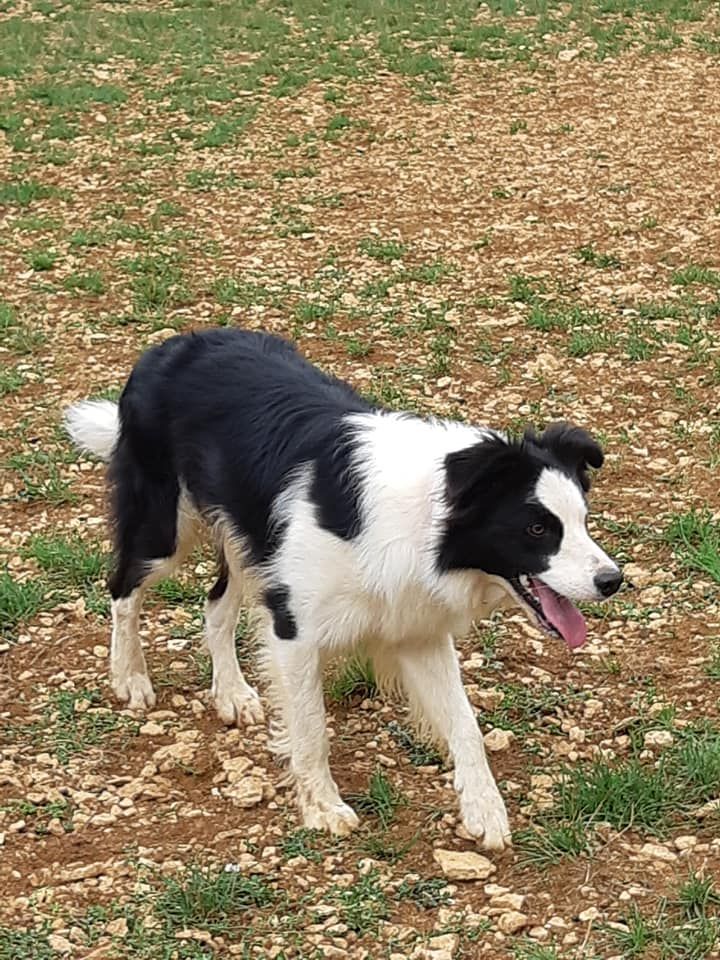 N'sid Freedom Of Shepherd