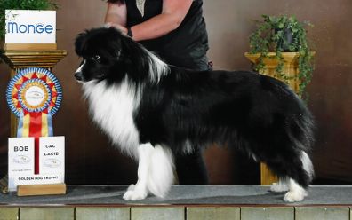 CH. Unstoppable black fire Of Pacific Spirit
