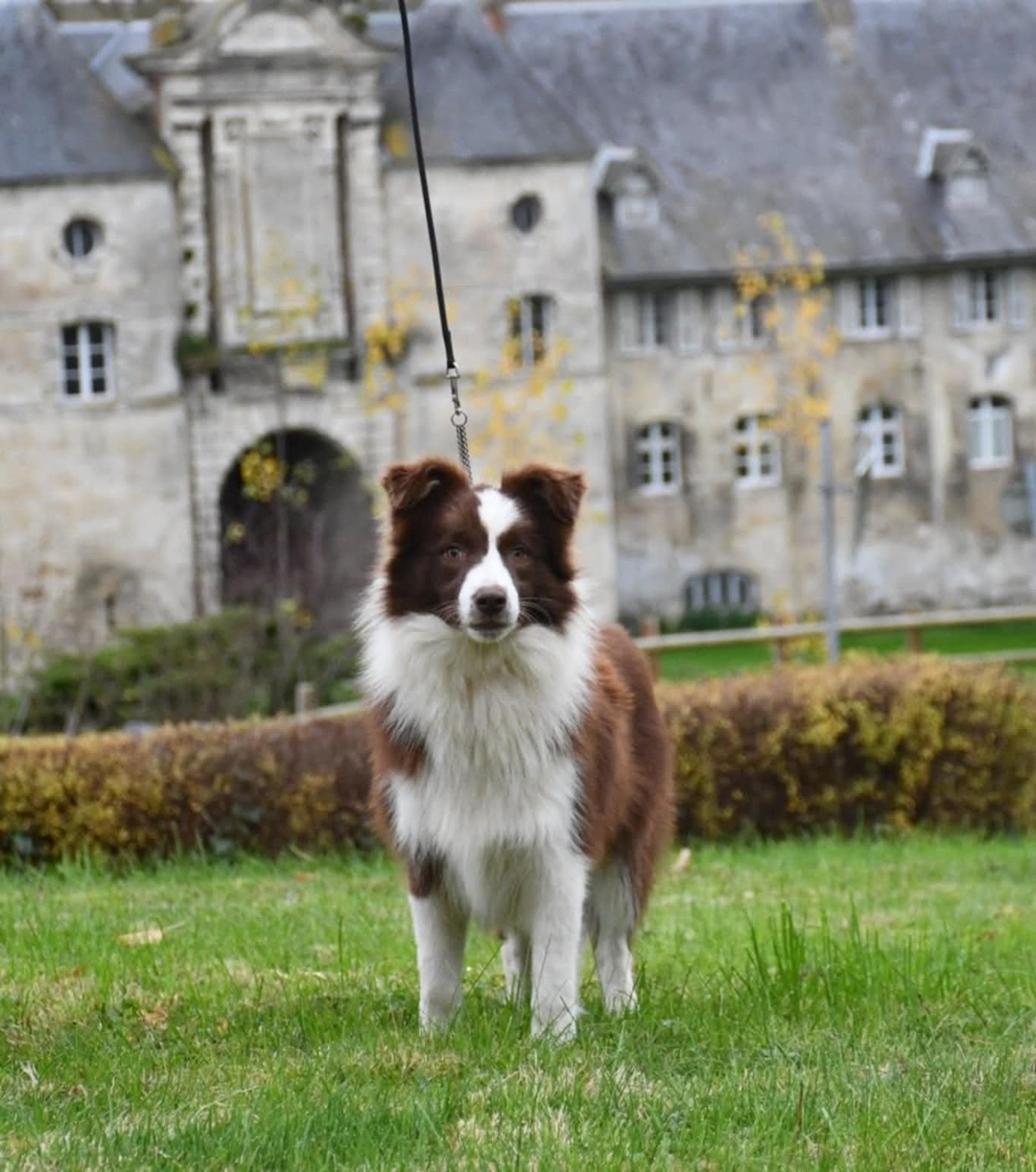 Vibes for choco Of Pacific Spirit