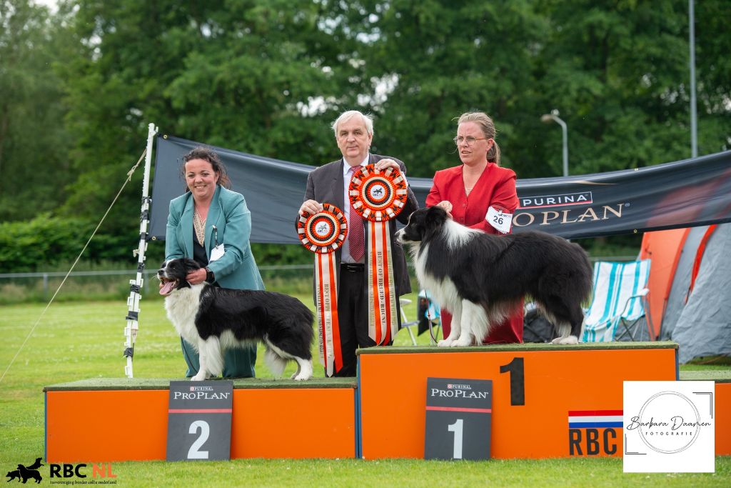 Special border collie Pays bas 