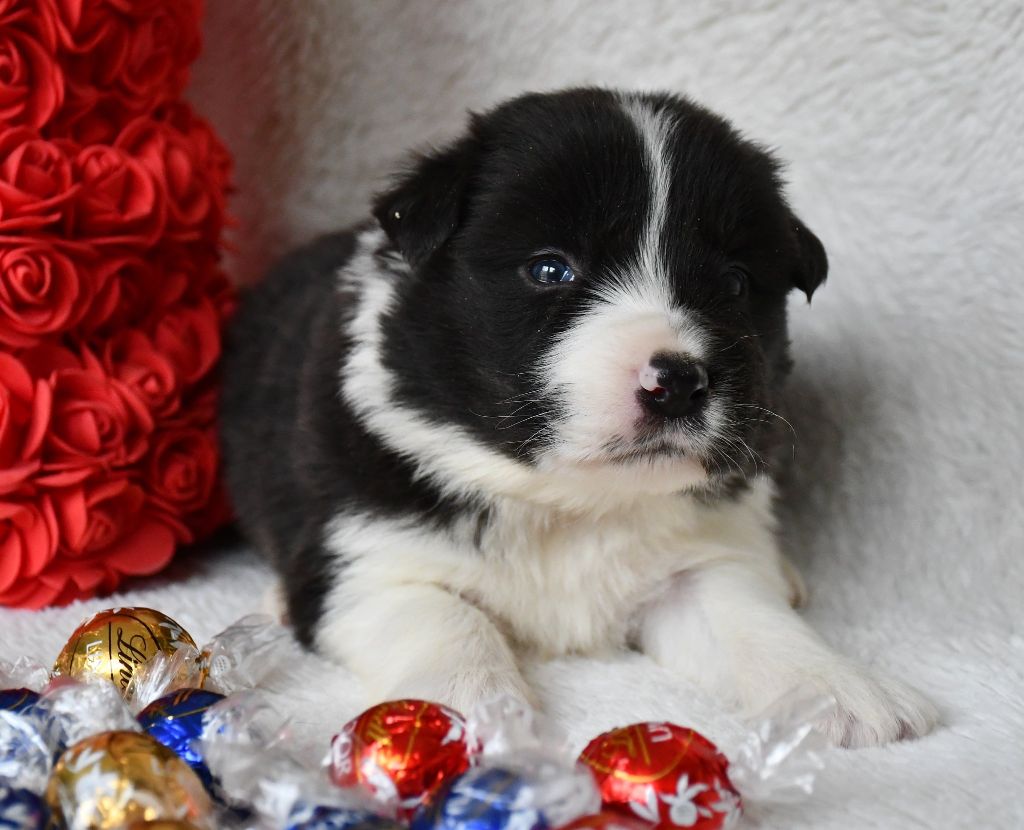 Of Pacific Spirit - Chiots disponibles - Border Collie