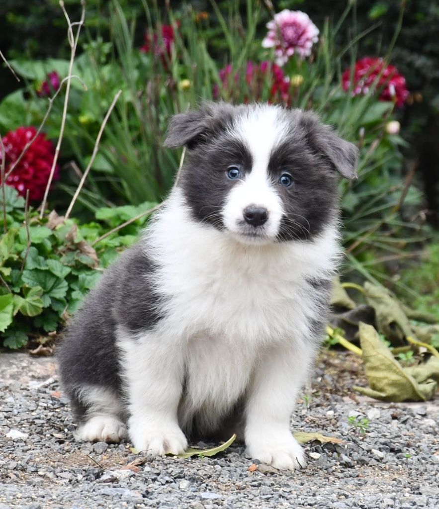 Of Pacific Spirit - Chiots disponibles - Border Collie