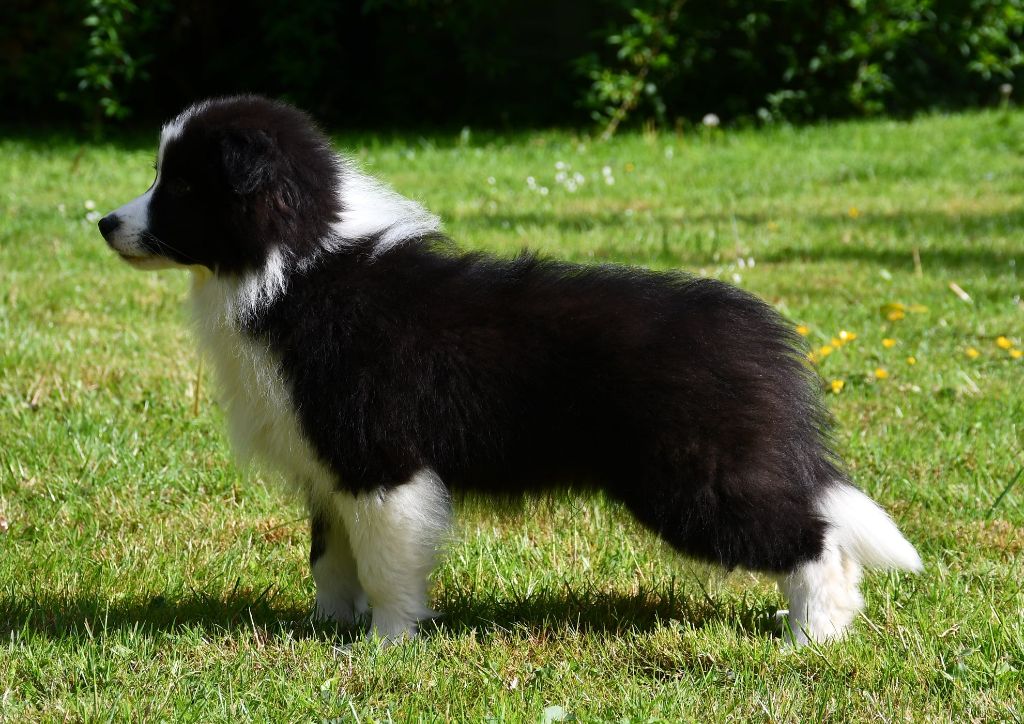 Of Pacific Spirit - Chiots disponibles - Border Collie