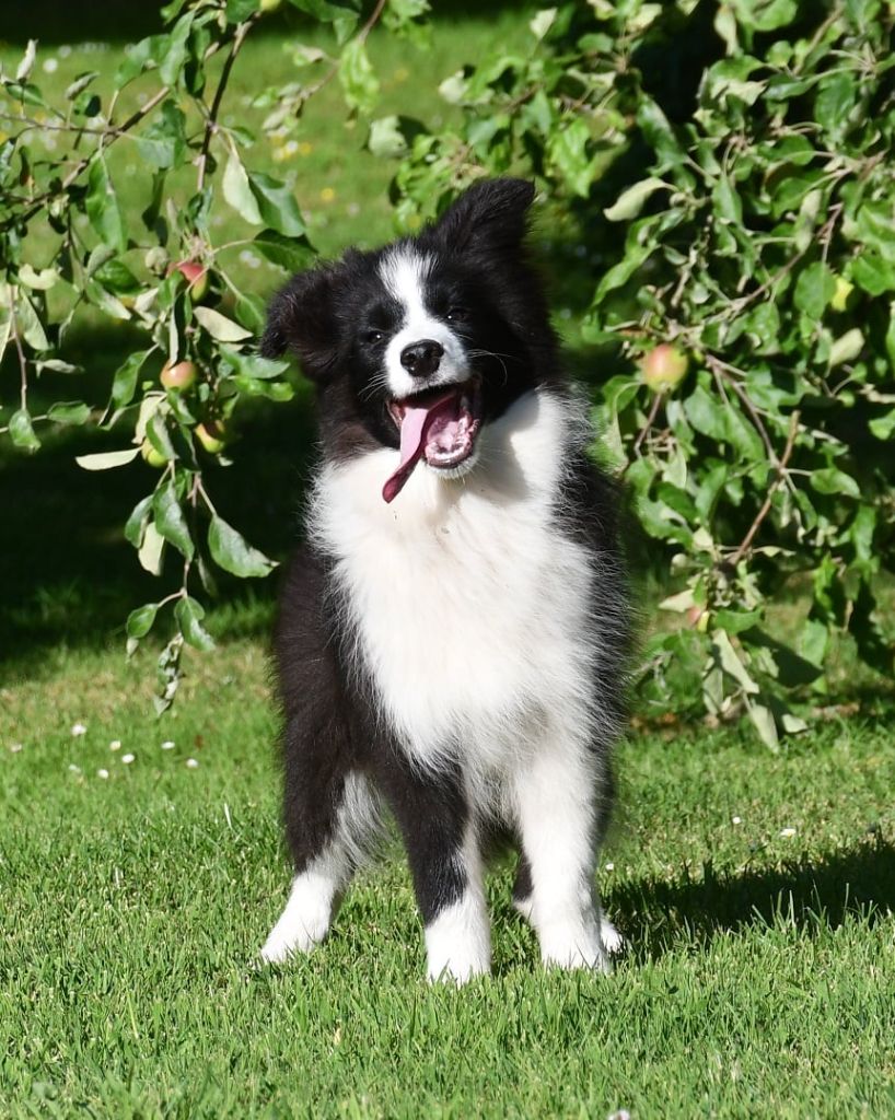 Of Pacific Spirit - Chiots disponibles - Border Collie