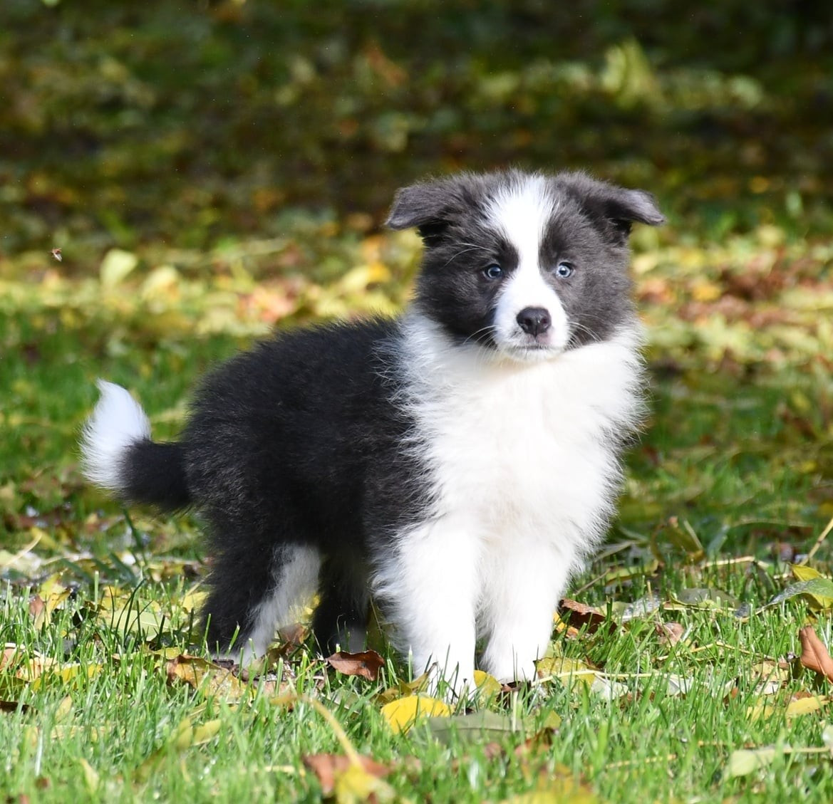 Of Pacific Spirit - Chiots disponibles - Border Collie