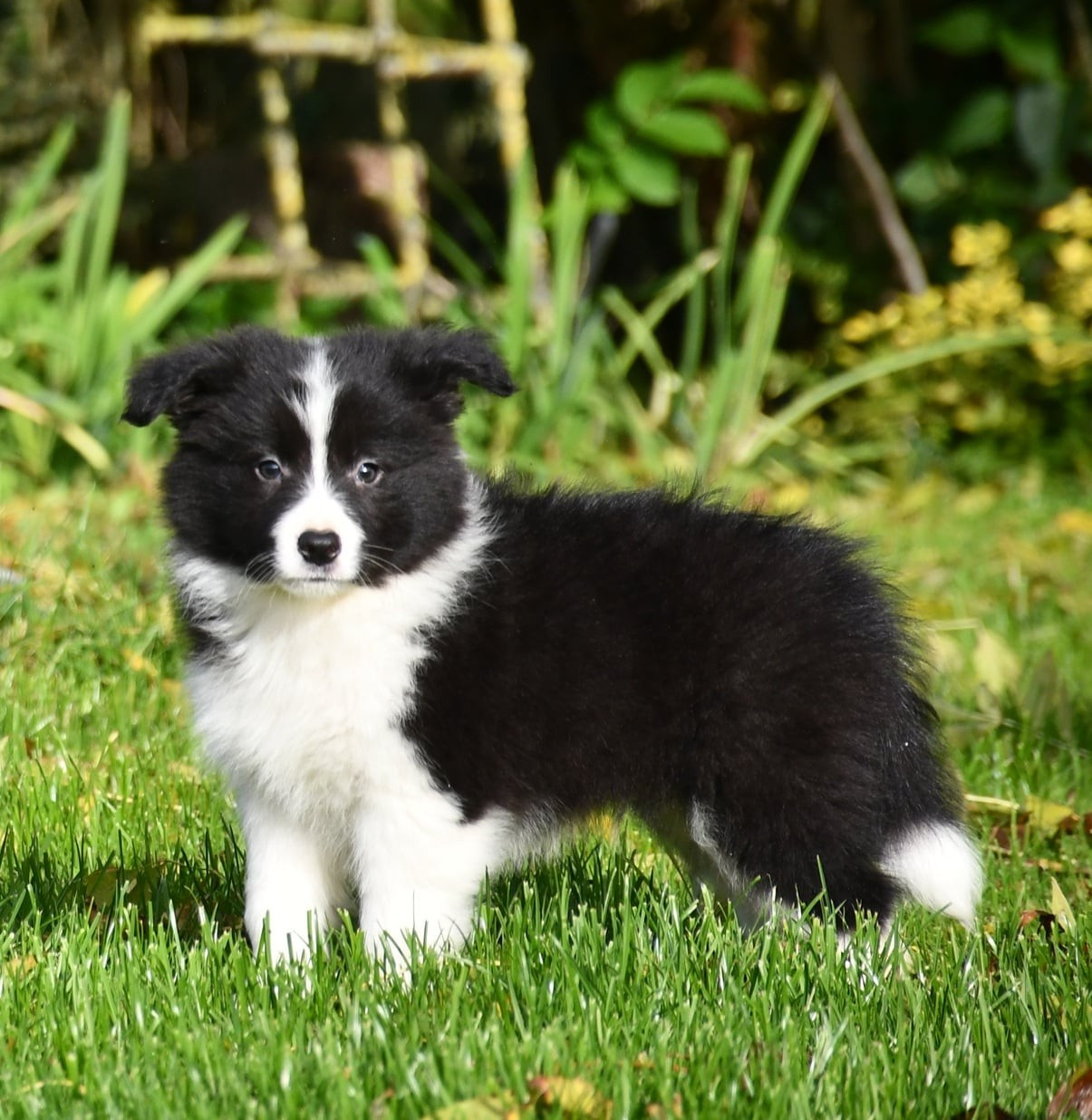 Of Pacific Spirit - Chiots disponibles - Border Collie