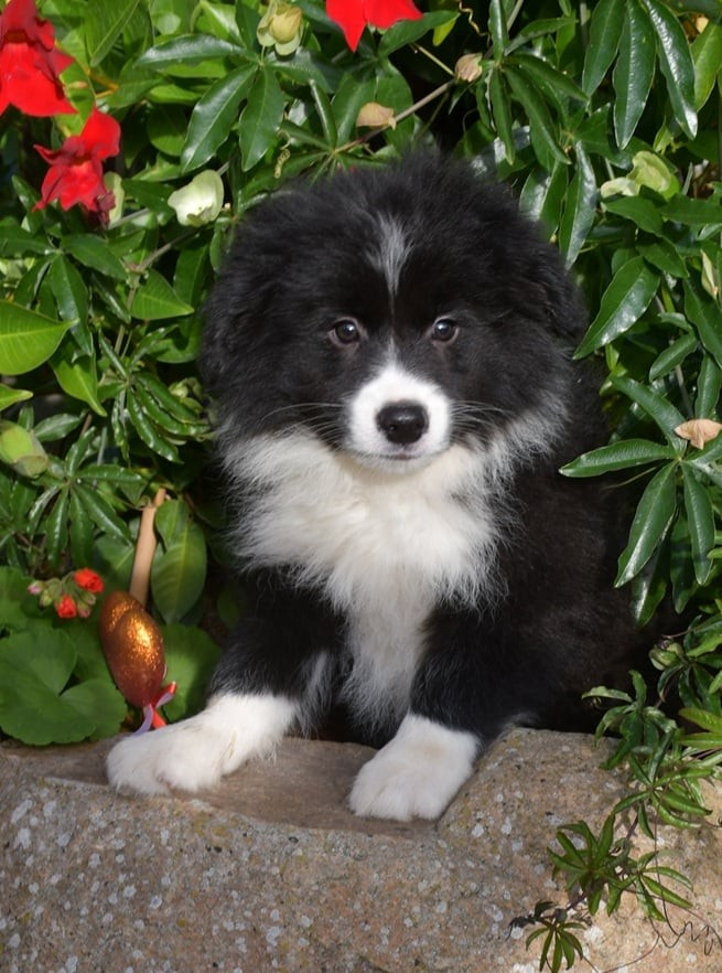 Of Pacific Spirit - Chiots disponibles - Border Collie