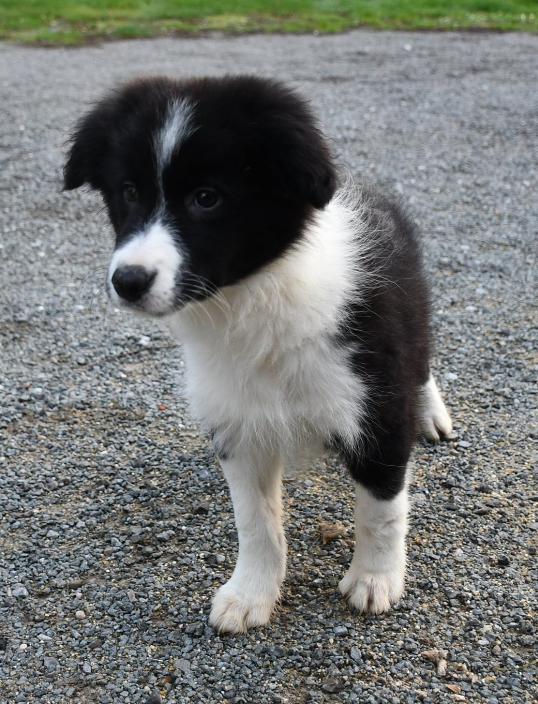 Of Pacific Spirit - Chiots disponibles - Border Collie