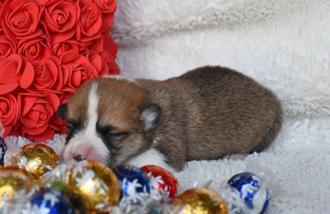 Of Pacific Spirit - Chiots disponibles - Welsh Corgi Pembroke