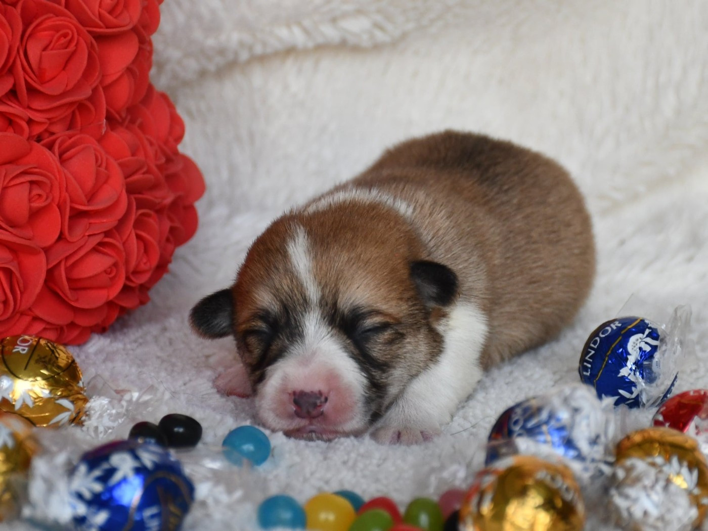 Of Pacific Spirit - Chiots disponibles - Welsh Corgi Pembroke