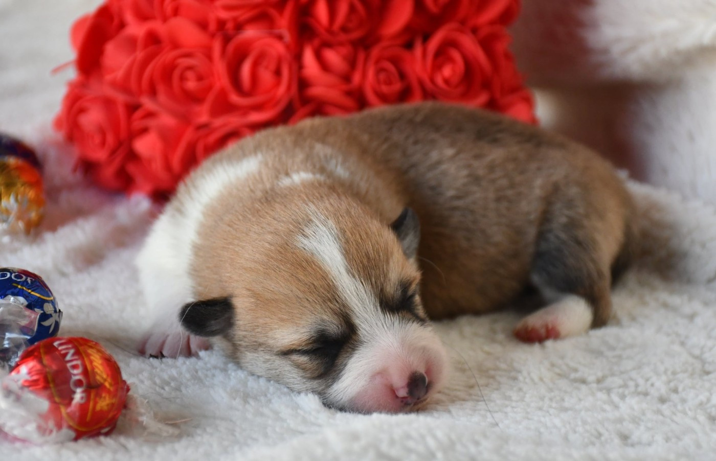 Of Pacific Spirit - Chiots disponibles - Welsh Corgi Pembroke