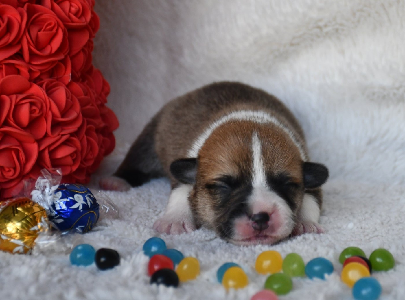 Of Pacific Spirit - Chiots disponibles - Welsh Corgi Pembroke