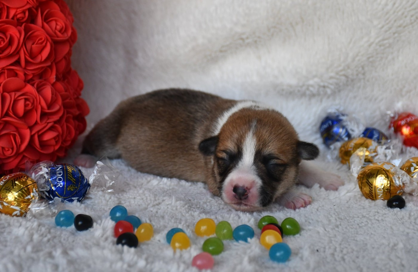 Of Pacific Spirit - Chiots disponibles - Welsh Corgi Pembroke