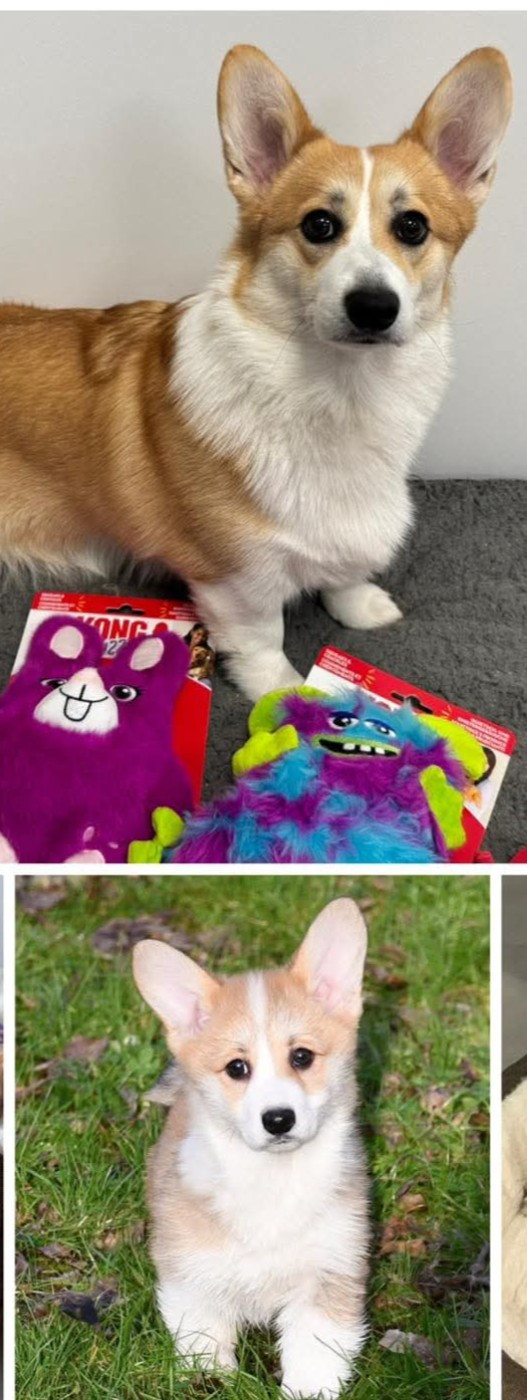 Chiot Welsh Corgi Pembroke Of Pacific Spirit