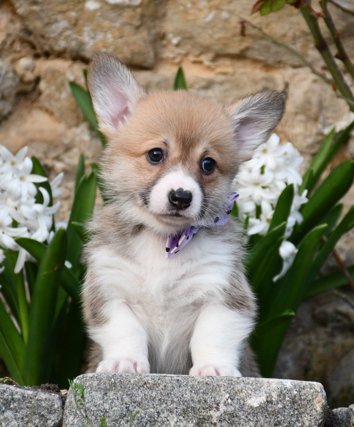 Of Pacific Spirit - Chiots disponibles - Welsh Corgi Pembroke