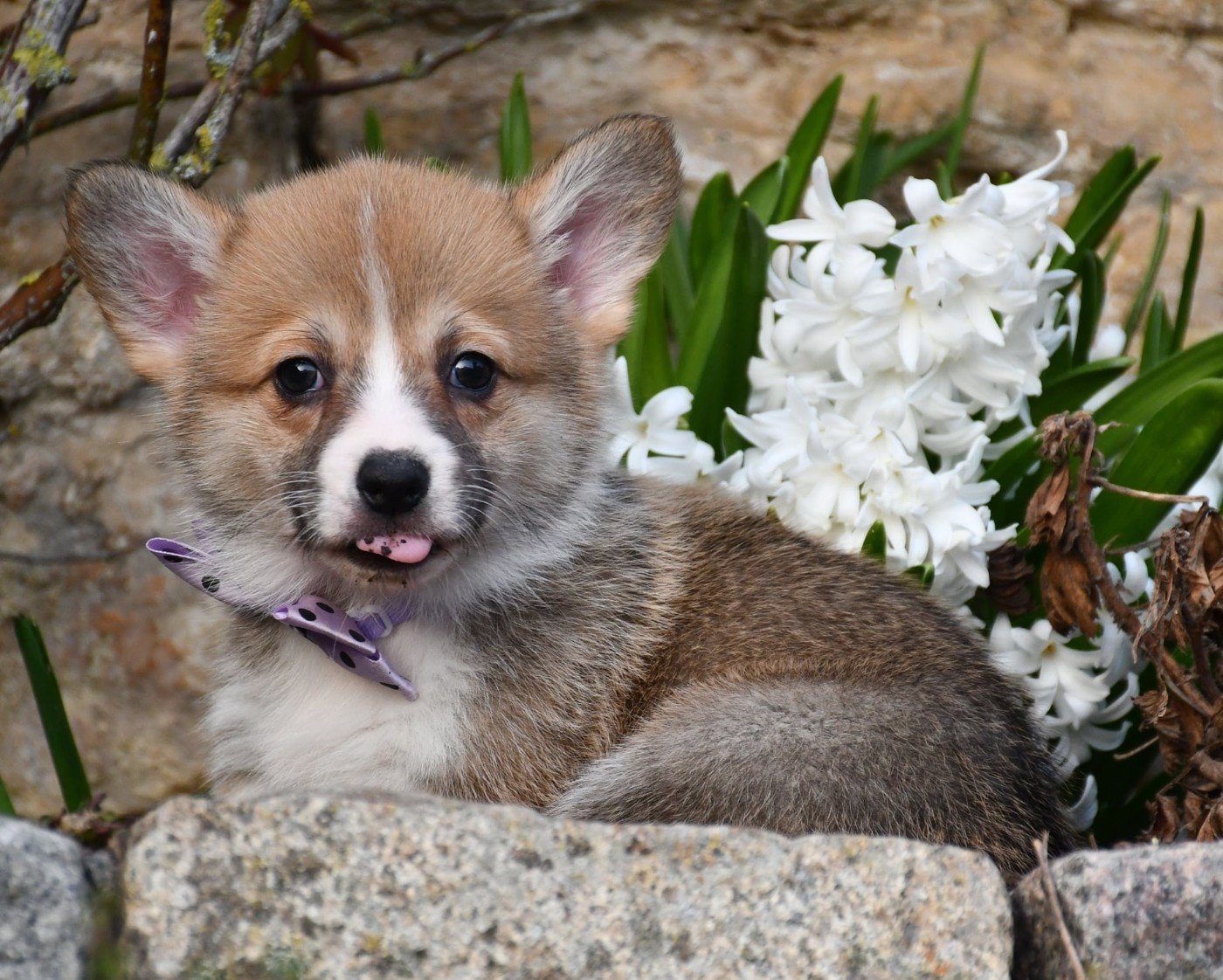 Of Pacific Spirit - Chiots disponibles - Welsh Corgi Pembroke