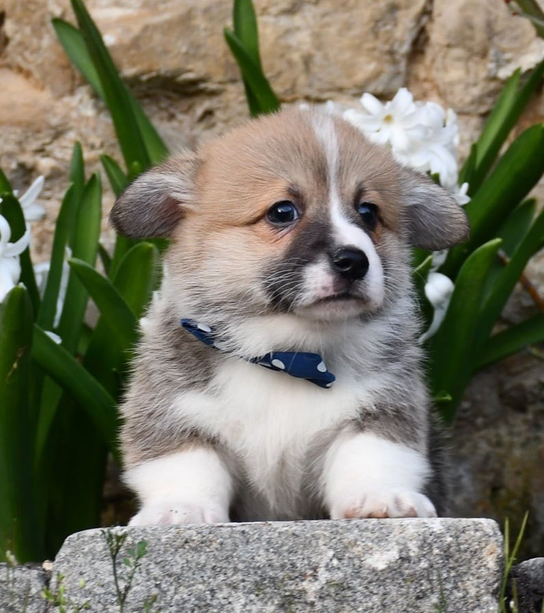 Of Pacific Spirit - Chiots disponibles - Welsh Corgi Pembroke
