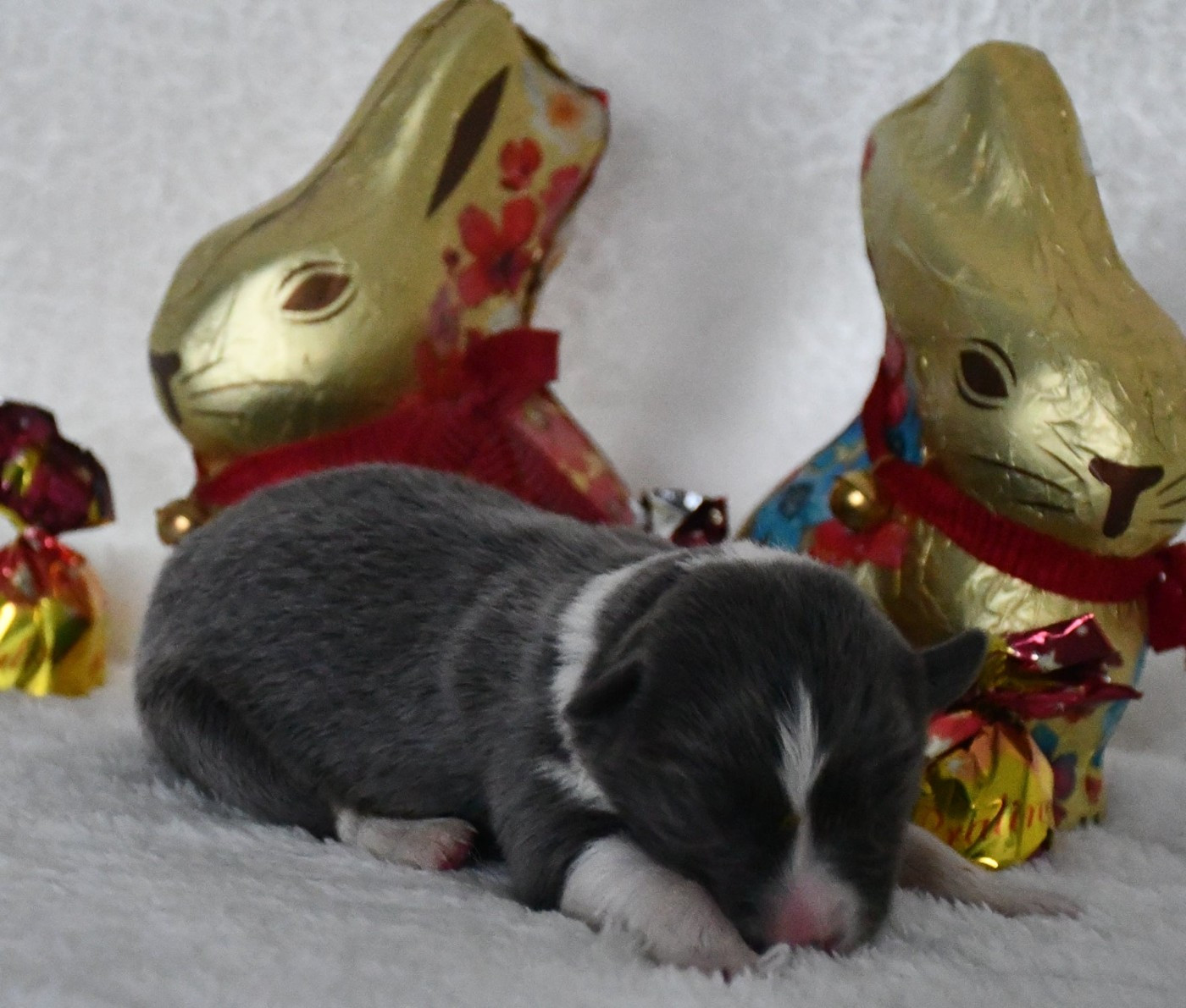 Of Pacific Spirit - Chiots disponibles - Border Collie