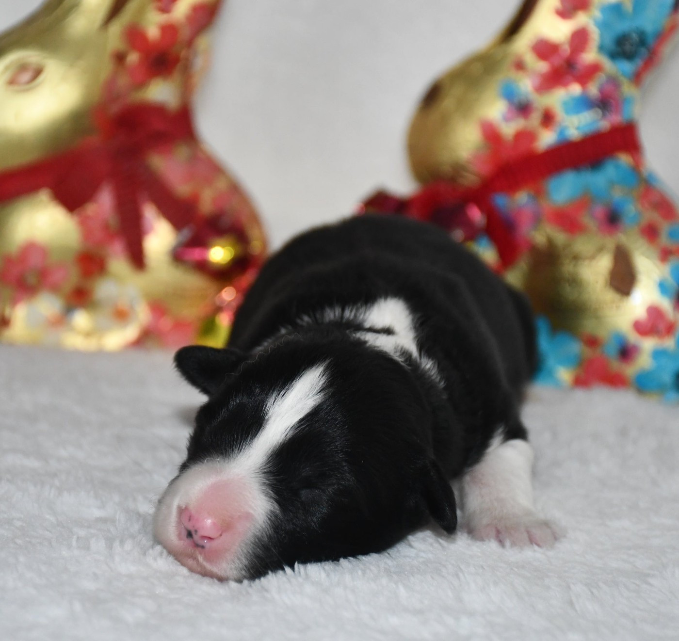 Of Pacific Spirit - Chiots disponibles - Border Collie