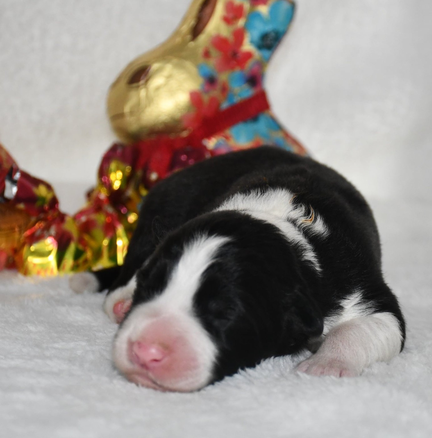 Of Pacific Spirit - Chiots disponibles - Border Collie