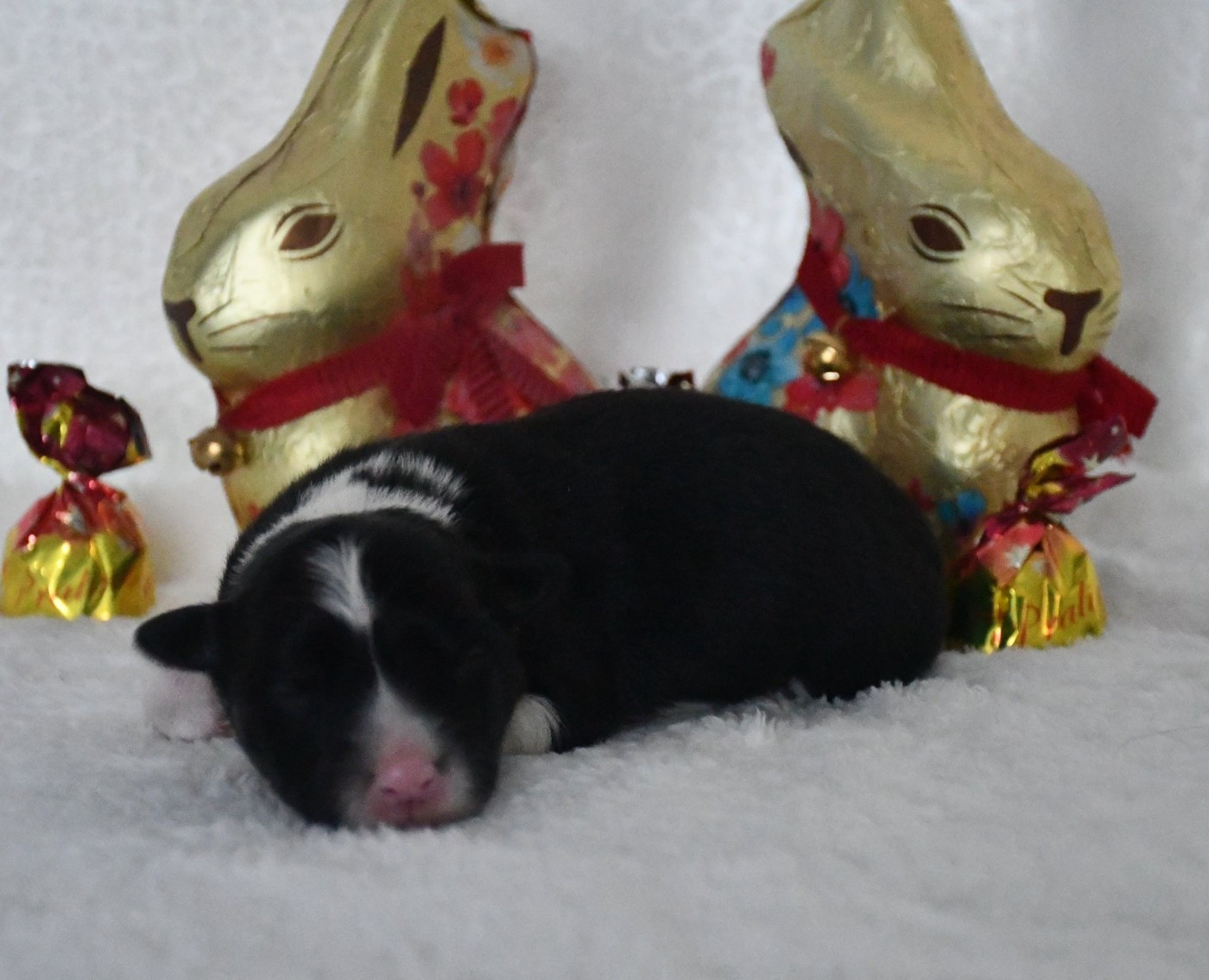 Of Pacific Spirit - Chiots disponibles - Border Collie