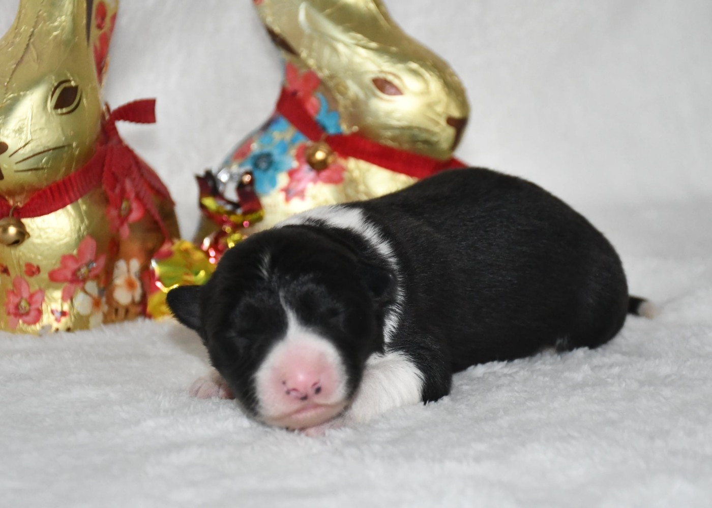 Of Pacific Spirit - Chiots disponibles - Border Collie